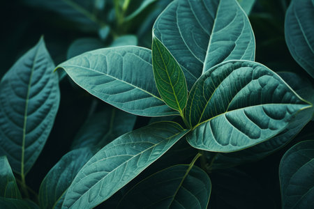Fascinating Macro Shots Revealing the Intricate Details of Leaves in 3:2 Aspect Ratioの素材