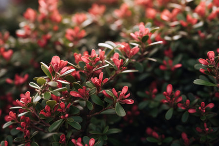 Capturing Natures Beauty: An Intimate Close-Up of a Shrub in a 3:2 Aspect Ratioの素材