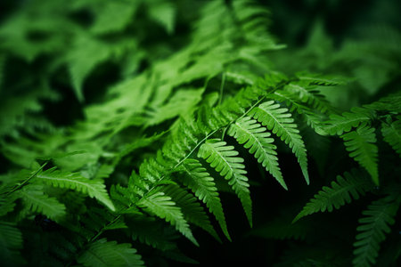 Captivating Macro Shots: Exquisite Close-Up Photography of a Green Fern Plantの素材