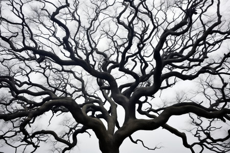 Sculptural Beauty: Leafless Curved Branches of a Towering Treeの素材