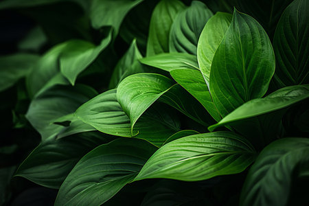 Enchanting Beauty: Captivating Close-Up of Vibrant Green Leaves Shining in 3:2 Aspect Ratioの素材