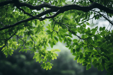 Natures Beauty: Captivating Close-Up of a Green Leafed Treeの素材
