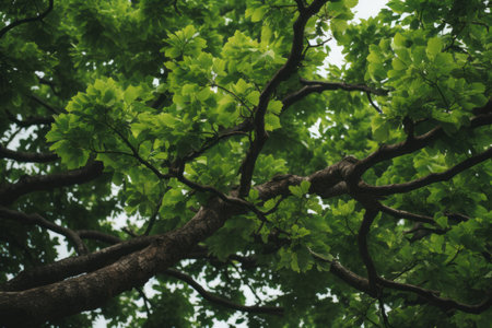 Natures Beauty in Focus: Captivating Close-up of a Green Leafed Treeの素材