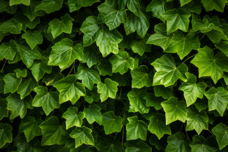 Gorgeous Ivy Plant: Unveiling the Majestic Leaves in a 3:2 Arrangementの素材