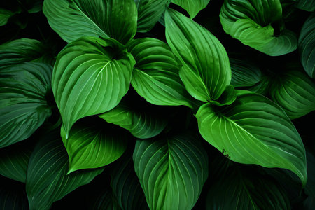 The Captivating Charm of Plants Long Green Leaves --ar 3:2の素材