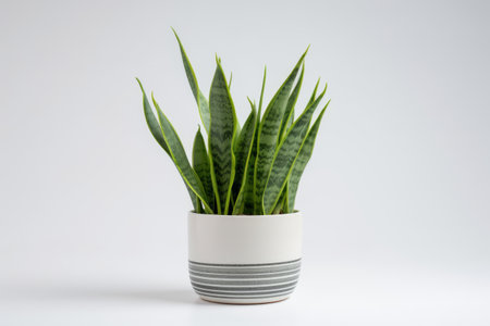 Sleek Green Snake Plant Flourishes in Minimalistic White Ceramic Potの素材
