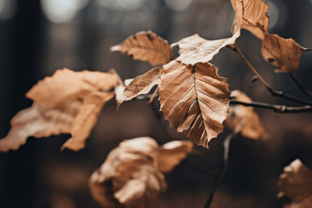 Focusing on the Beauty of Dried Leaves: A Selective Perspective - Artistic 3:2 Photographyの素材