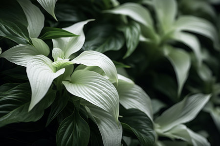 Enchanting Close Up Photography of a White and Green Plant: AR 3:2の素材