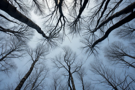 Worms-Eye Perspective: Ethereal Bare Trees in AR 3:2の素材
