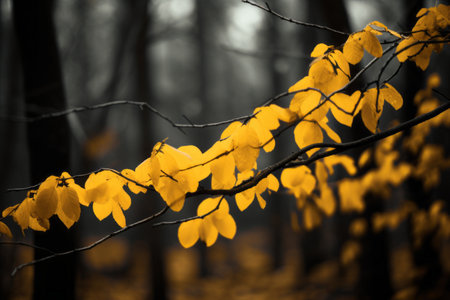 Enchanting Autumn Scene: Vibrant Yellow Leaves Adorn Tree Twigs in the Woodsの素材