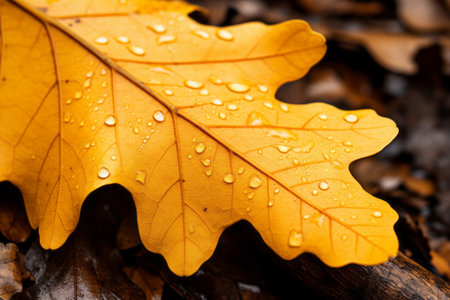 Natures Golden Masterpiece: Mesmerizing Close-up Photography of a Yellow Oak Leaf -- AR 3:2の素材