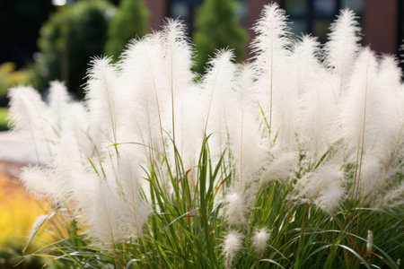Enchanting Outdoor Beauty: The Bushes of White Pennisetum Setaceumの素材
