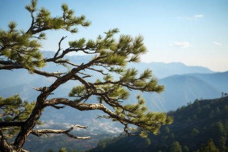 Solitude On The Summit: Majestic Pine Tree Branch at the Top of the Mountainの素材