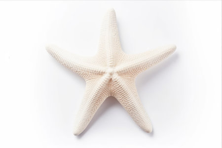 Majestic White Finger Starfish: A Mesmerizing Sea Star with Shells, Illuminated on a Wholesome White Canvasの素材