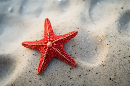 Crimson Starfish Dancing Along a Sandy Shoreline â AR 3:2の素材