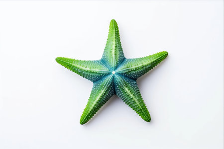 Spectacular 3:2 Green Blue Starfish: A Breathtaking Top View on Isolated White Backgroundの素材