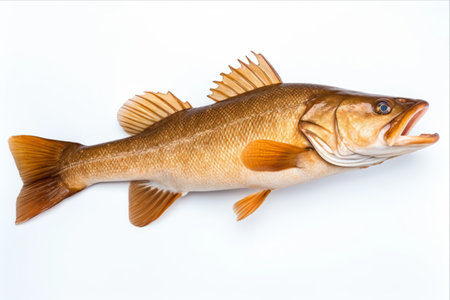 Exquisite Fish Cod: Gracefully Isolated on a White Canvasの素材