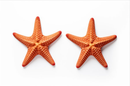 Seashell Star: A Stunning Top-View Perspectiveの素材
