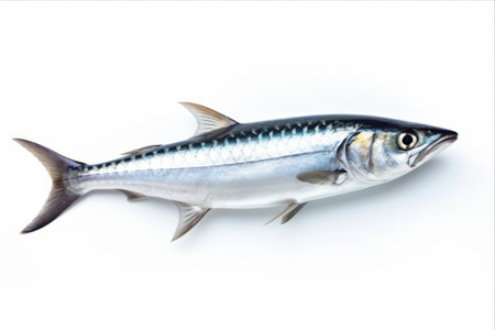 Magnificent Mackerel: Captivating on a White Canvas â AR 3:2の素材