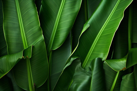 Nature's Intimate Portrait: Capturing the Beauty of Banana Leaves in Close-Up - AR 3:2の素材