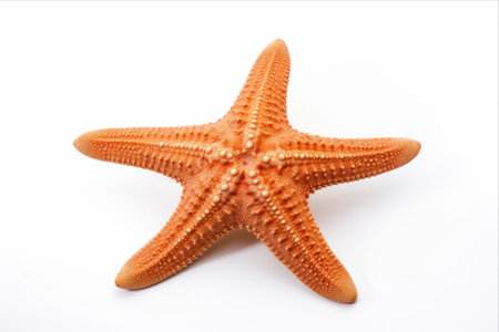 Captivating Starfish: a Stunning Isolation of Asterias rubens from the North Sea â AR 3:2の素材
