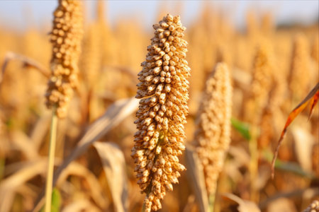 Sorghum or Millet Seeds: A Vital Cereal Crop in the Field-Up Closeの素材