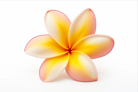 Pure Serenity: Majestic Frangipani Flower Embodied in Solitudeの素材