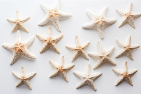 Captivating Starfishes: A Mesmerizing Shell Encore on a White Canvasの素材