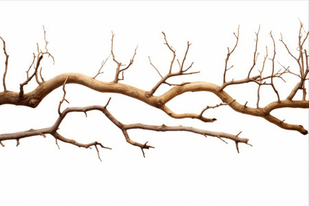 Dry Branches Macro Trees: Magnifying Nature's Imperfections - AR 3:2の素材
