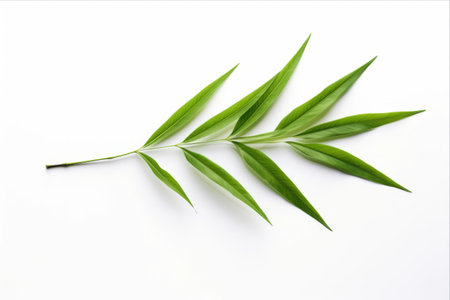 Refreshing Greenery: Vibrant Bamboo Palm and Fresh Leaves in Isolation on White Backgroundの素材