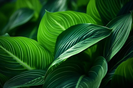 Enchanting Macro View of Vibrant Green Tropical Plant: A Captivating Abstract Floral Tapestry with Selective Focus and Flowing Lines of Leavesの素材