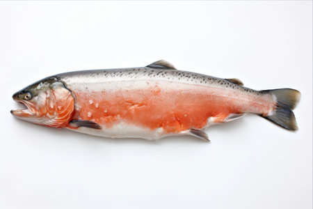 Captivating Visuals of Pristine Atlantic Salmon Carcass; Ideal for Markets, Shops, and Restaurants - An Exquisite Red Fish Delight!の素材