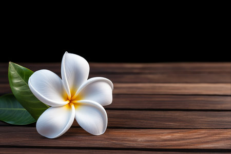 Enchanting White Plumeria Flower in Selective Focus: A Captivating Contrast with Dark Wooden Backgroundの素材