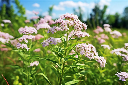 Unveiling the Healing Powers of Valerian: A Captivating Summer Stock Imageの素材
