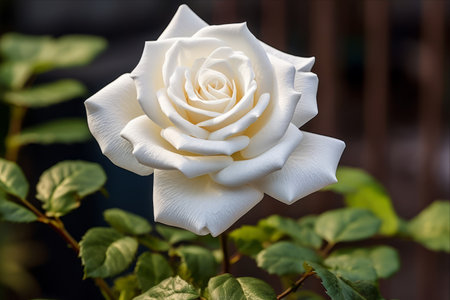 The Significance of the Beautiful White Rose in the Garden: An Ode to Nature's Precious Bloomの素材
