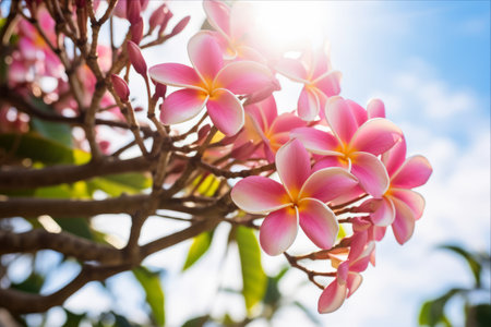 A Blooming Delight: Exploring the Splendor of Plumeria (Frangipani) Flowers Against a 3:2 Backgroundの素材