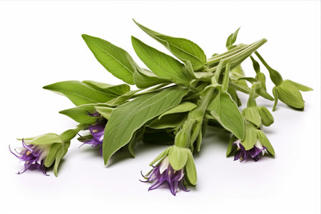 Blooming Beauty: A Captivating Close-Up of Flowering Comfrey (Symphytum officinale) Herbの素材