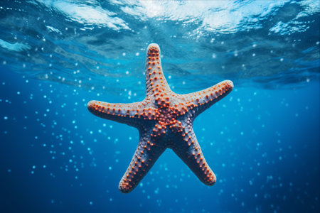 The Captivating Beauty of a Starfish on Blue Canvas - AR 3:2の素材