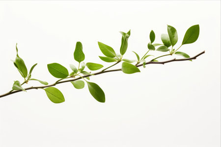 Serenity in Nature: Captivating Green Botanical Photography Spotlighting Thin Branch Stem and Leavesの素材