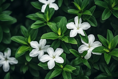 Emerald Awakenings: Tropical Plant in a White Flower and Green Leaves Backgroundの素材