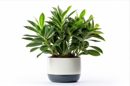 The Striking ZZ Plant: A Perfect Blend of Beauty and Simplicity in a White Backgroundの素材