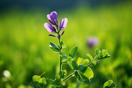 The Importance of Isolated Alfalfa: Exploring the Perennial Flowering Plant's Role as a Vital Forage Cropの素材