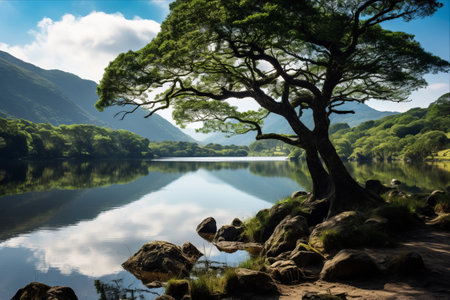Exploring the Enchanting Wilderness: Killarney National Park's Climbing Oaks, Yews, and Primeval Forests, Interconnected Lakes - An Irresistible 3:2 Tourist Havenの素材