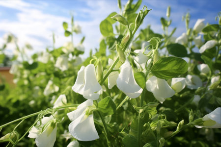 Nurturing Agricultural Harmony: Examining the Role of Peas in Organic Farming for Soil Nutrition and Crop Healthの素材