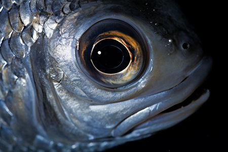 The Enigmatic Gaze: Exploring the Common Bream's Eye (Abramis brama) in Close-upの素材