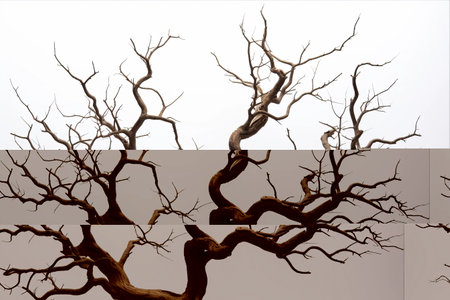 Hauntingly Beautiful: A Dry Tree for Halloween on a White Canvas - AR 3:2の素材