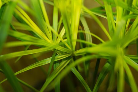 Plantのeditorial素材