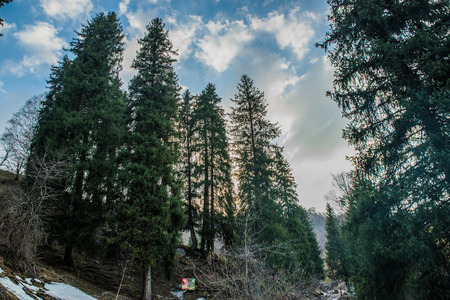 Winter forestの写真素材