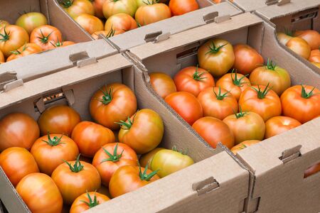 Orange tomatoes are healthy vegetables in a cardboard box as a food background. Brown tomatoes.の写真素材