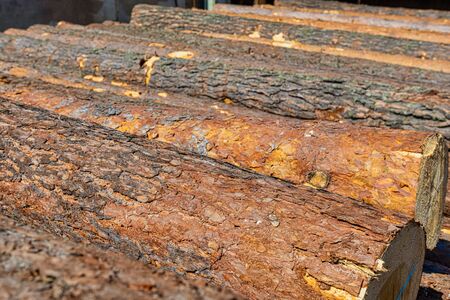 A pile of pine logs in a sawmill, focus in the foreground.の写真素材